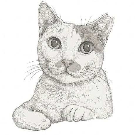 Avatar for open-neko